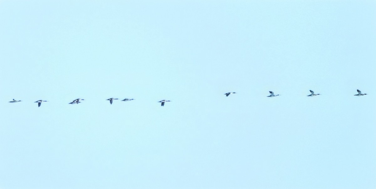 morčák sp. - ML645360792