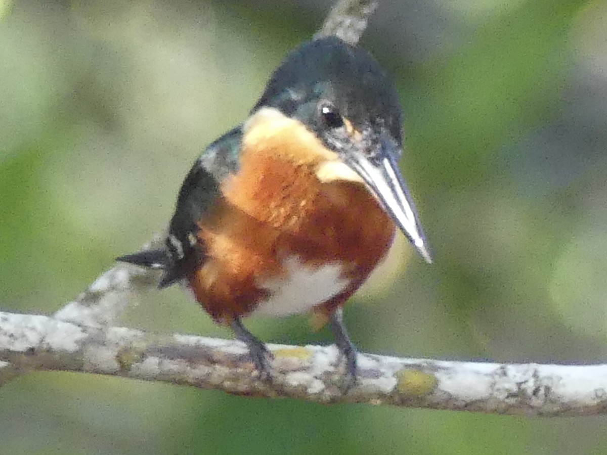 American Pygmy Kingfisher - ML645360798