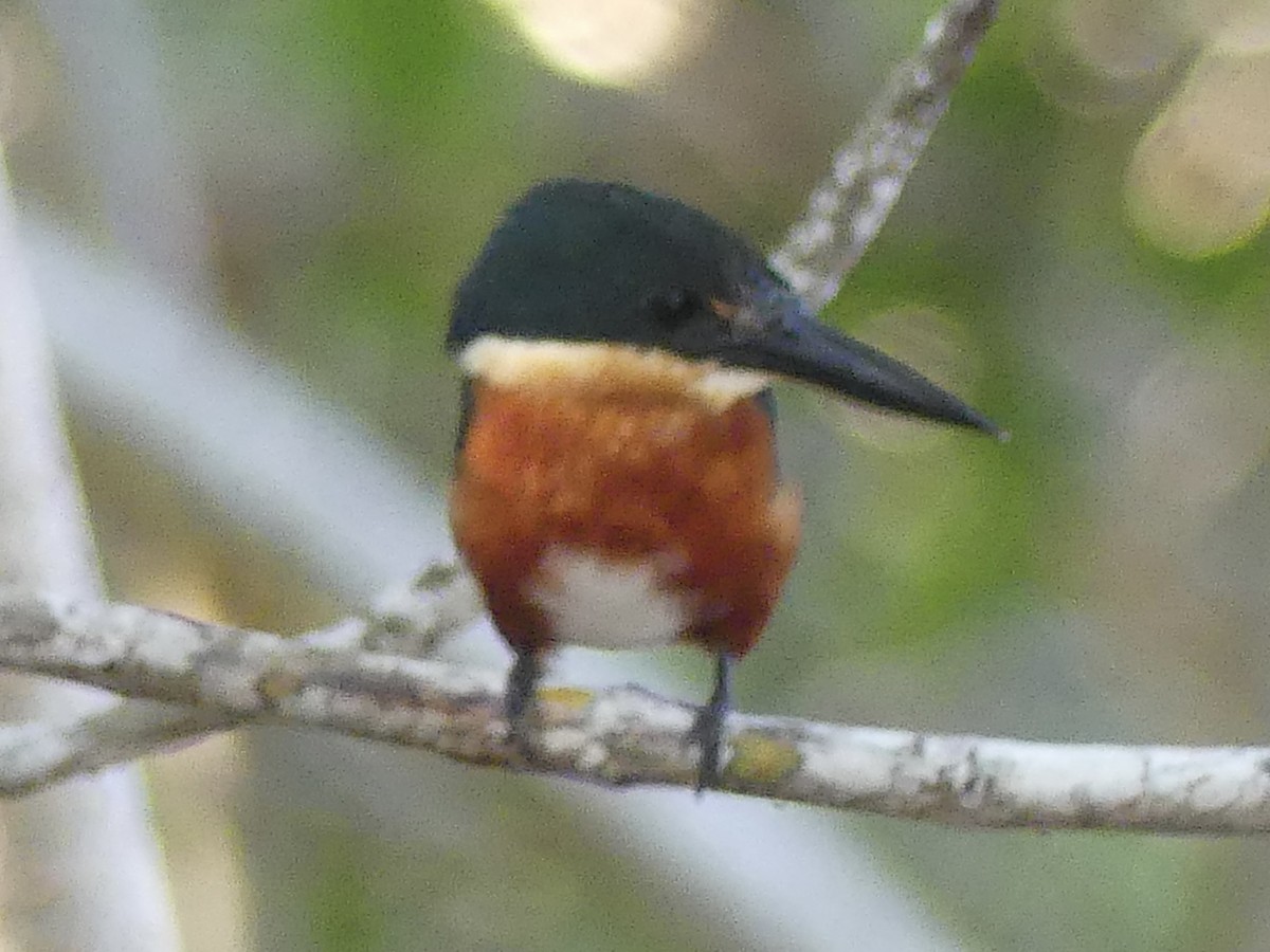 American Pygmy Kingfisher - ML645360799