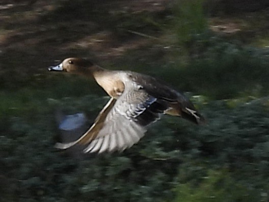 Зээрд нугас - ML645360801