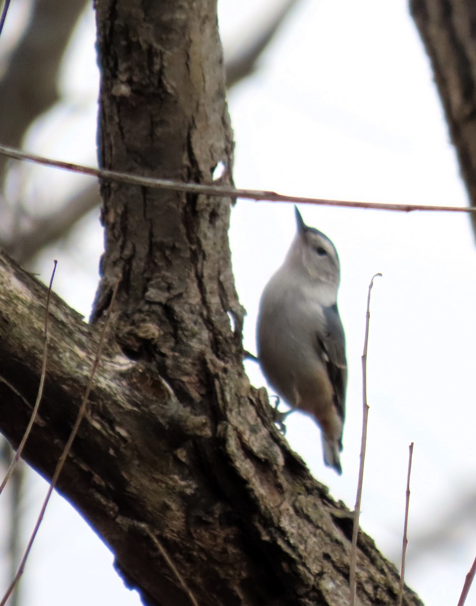 White-breasted Nuthatch - ML645360802
