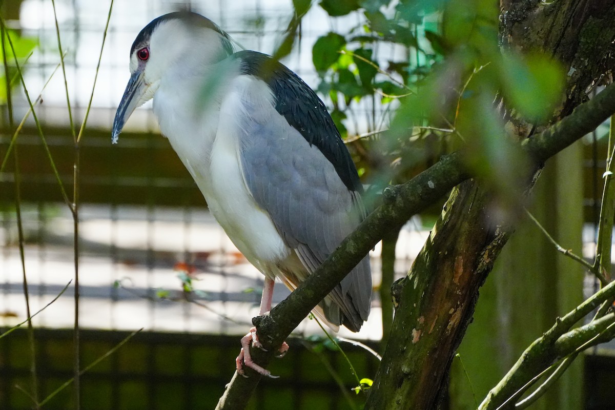 Black-crowned Night Heron - ML645360809