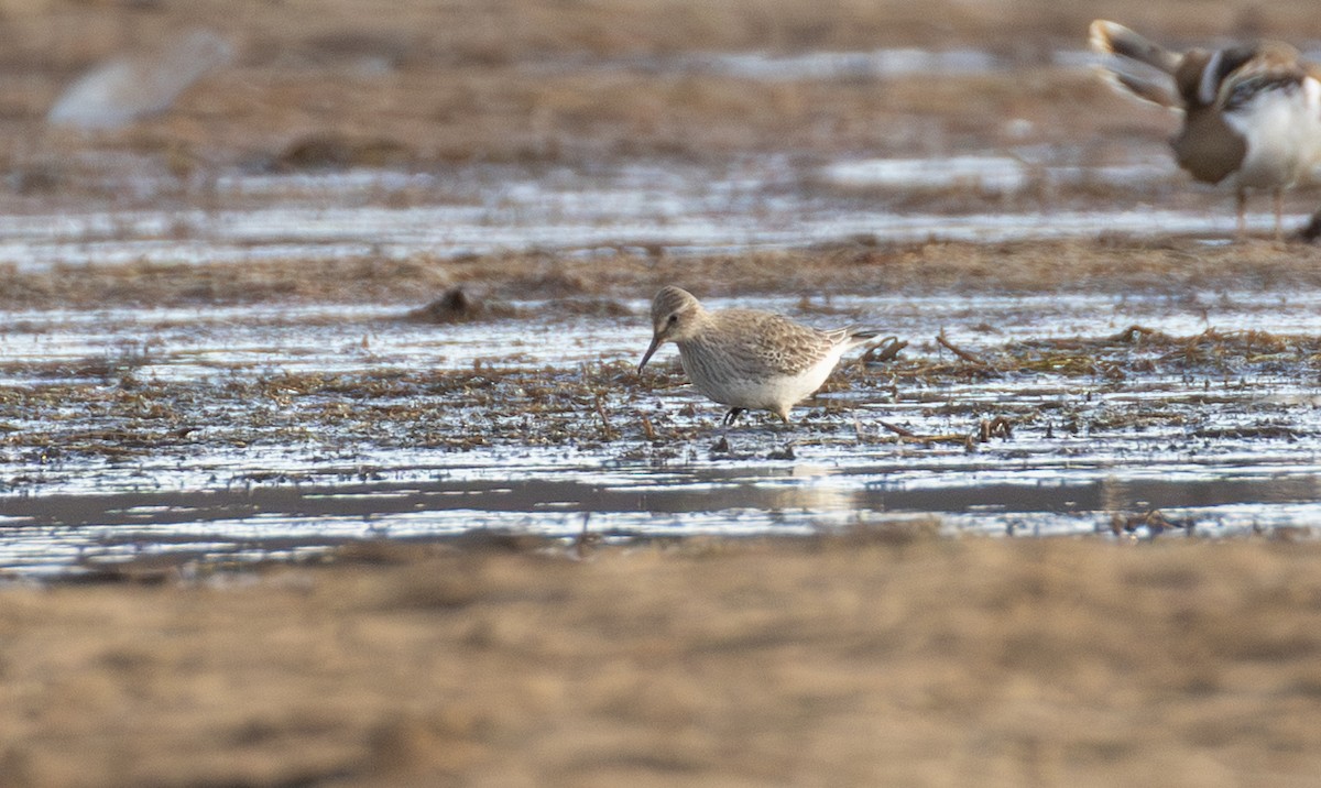 Gambecchio di Bonaparte - ML645360811