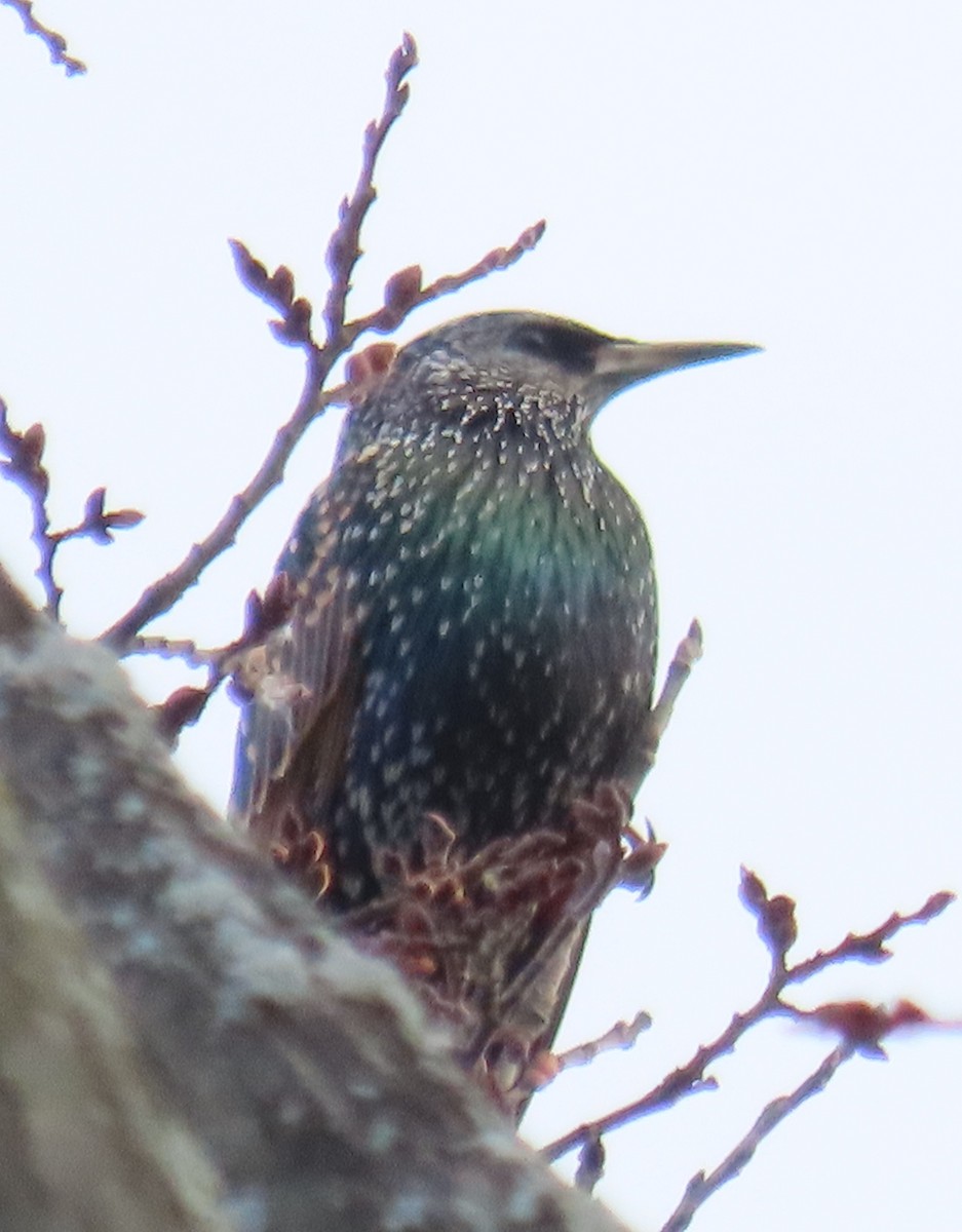 Шпак звичайний - ML645360812