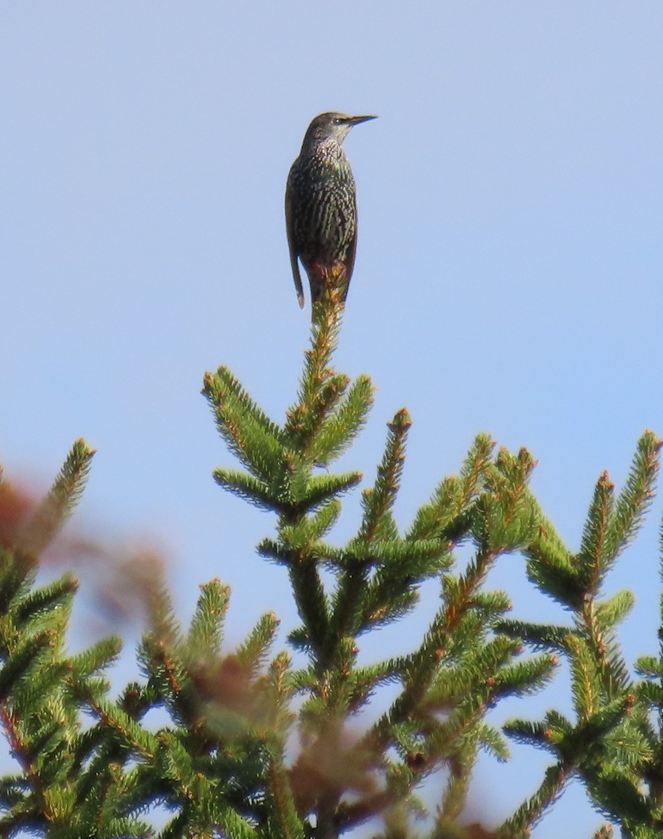 Шпак звичайний - ML645360813