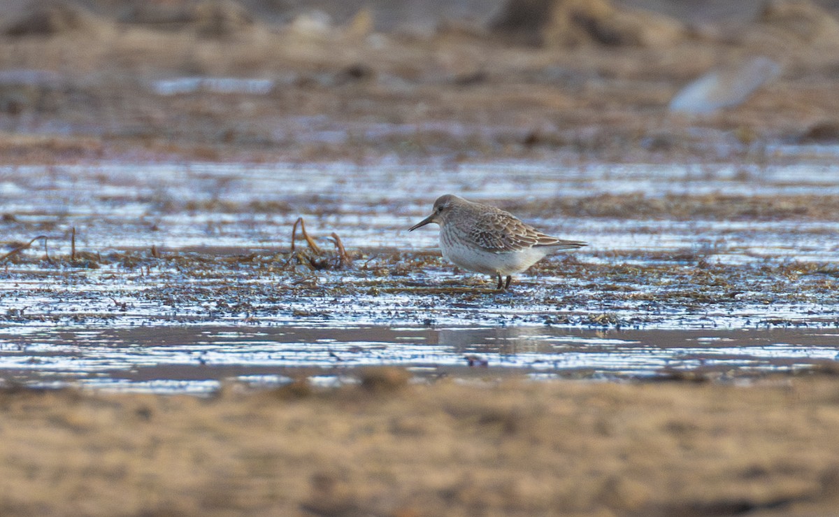 Gambecchio di Bonaparte - ML645360814