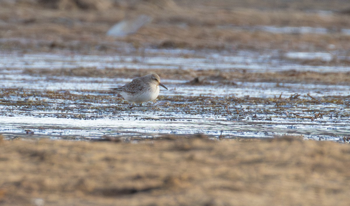 Gambecchio di Bonaparte - ML645360815