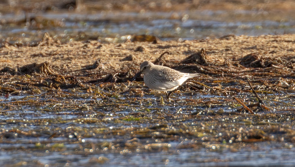 Gambecchio di Bonaparte - ML645360816
