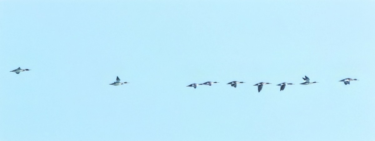 morčák sp. - ML645360818