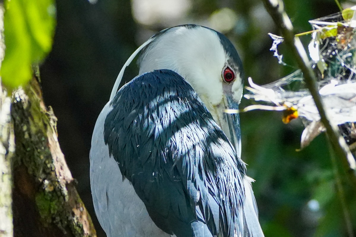 Black-crowned Night Heron - ML645360822