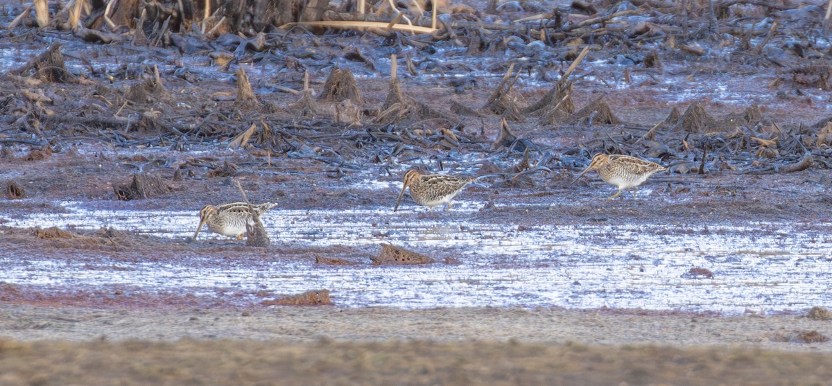 Wilson's Snipe - ML645360825