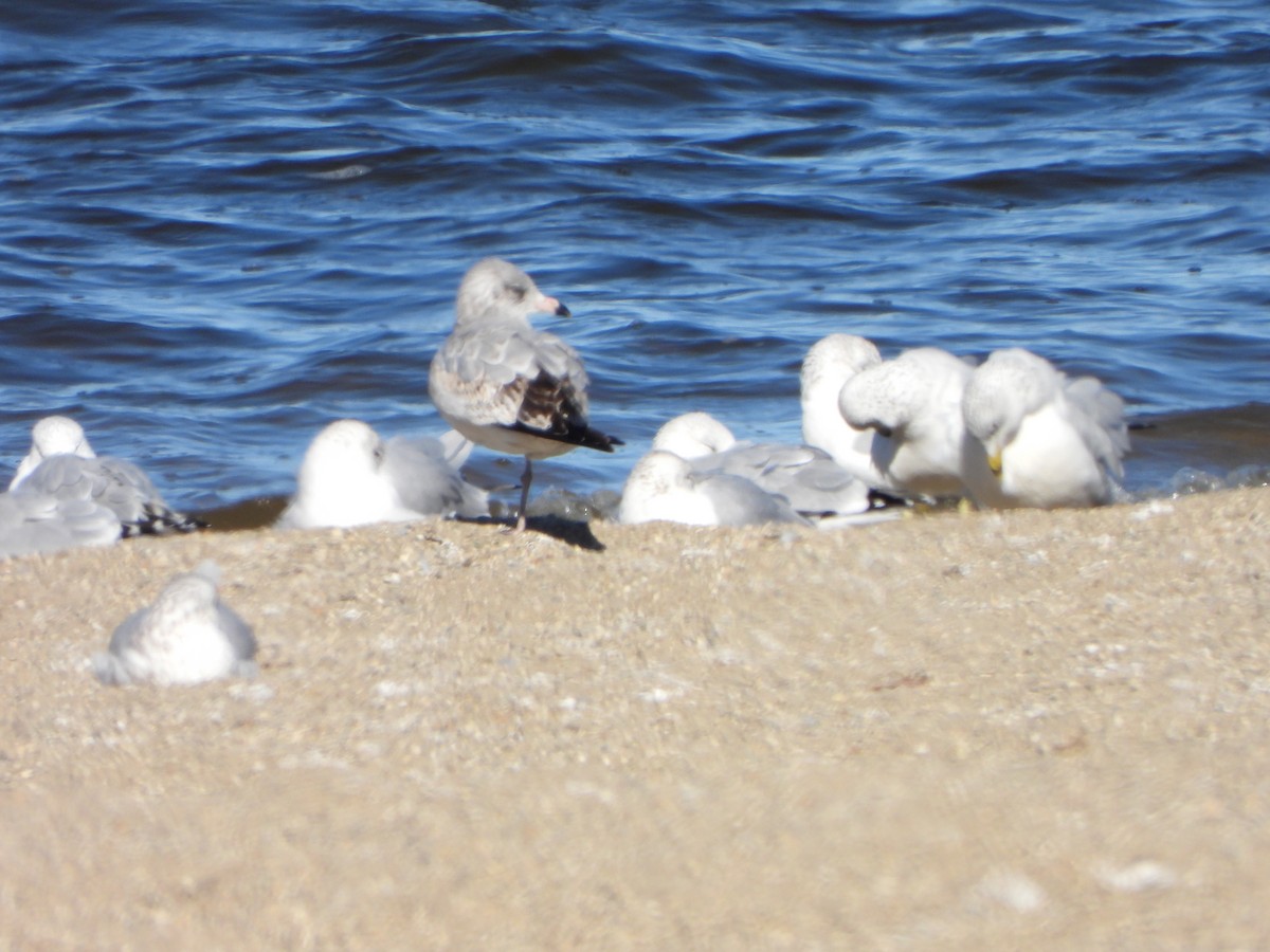 American Herring Gull - ML645360828