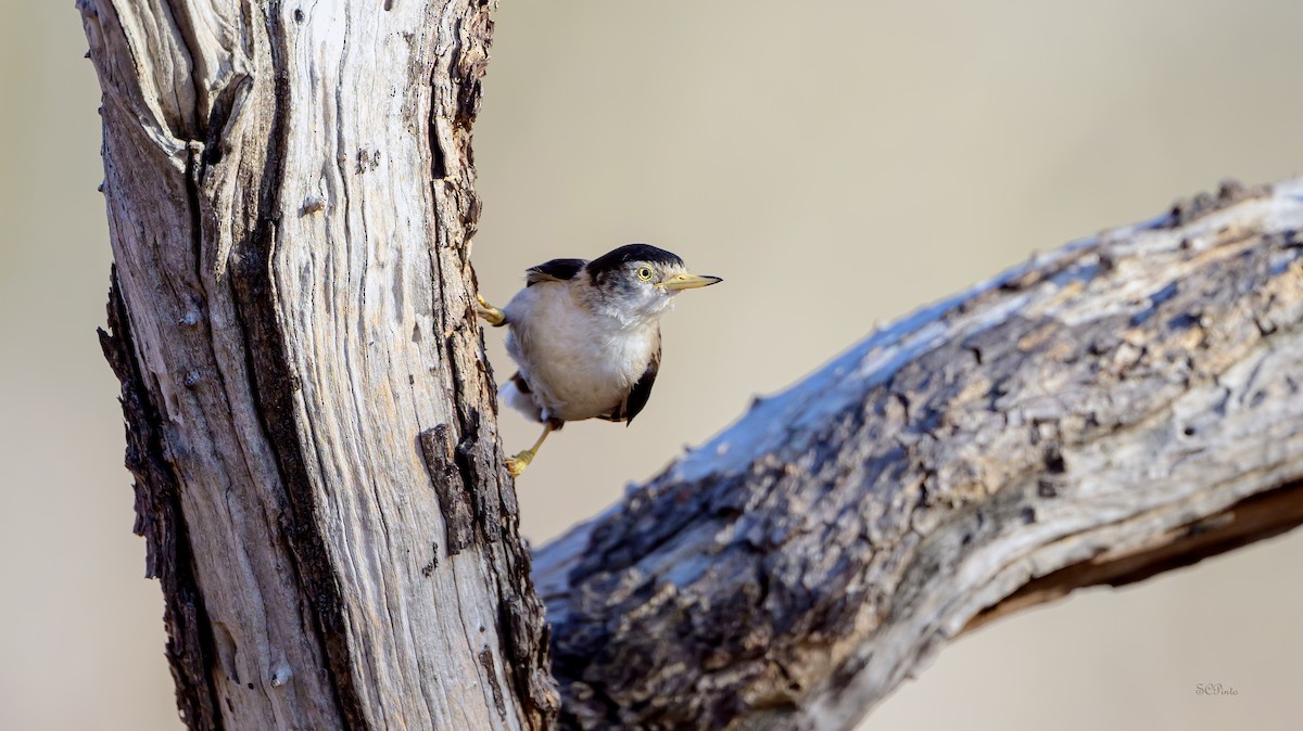 Varied Sittella (White-winged) - ML645360830