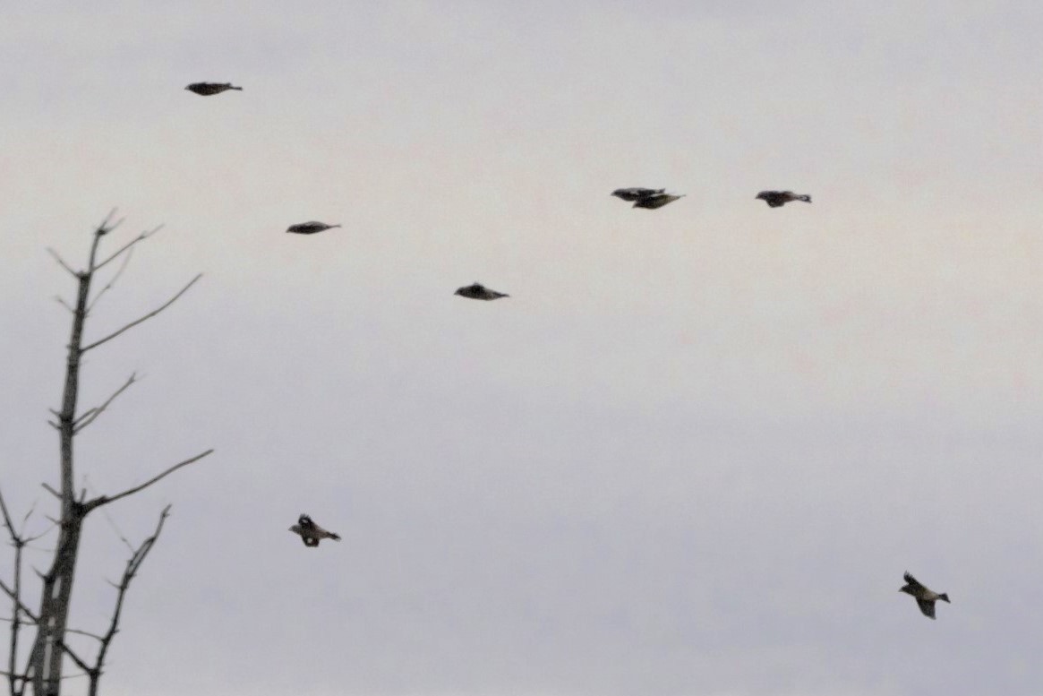 Evening Grosbeak - ML645360834