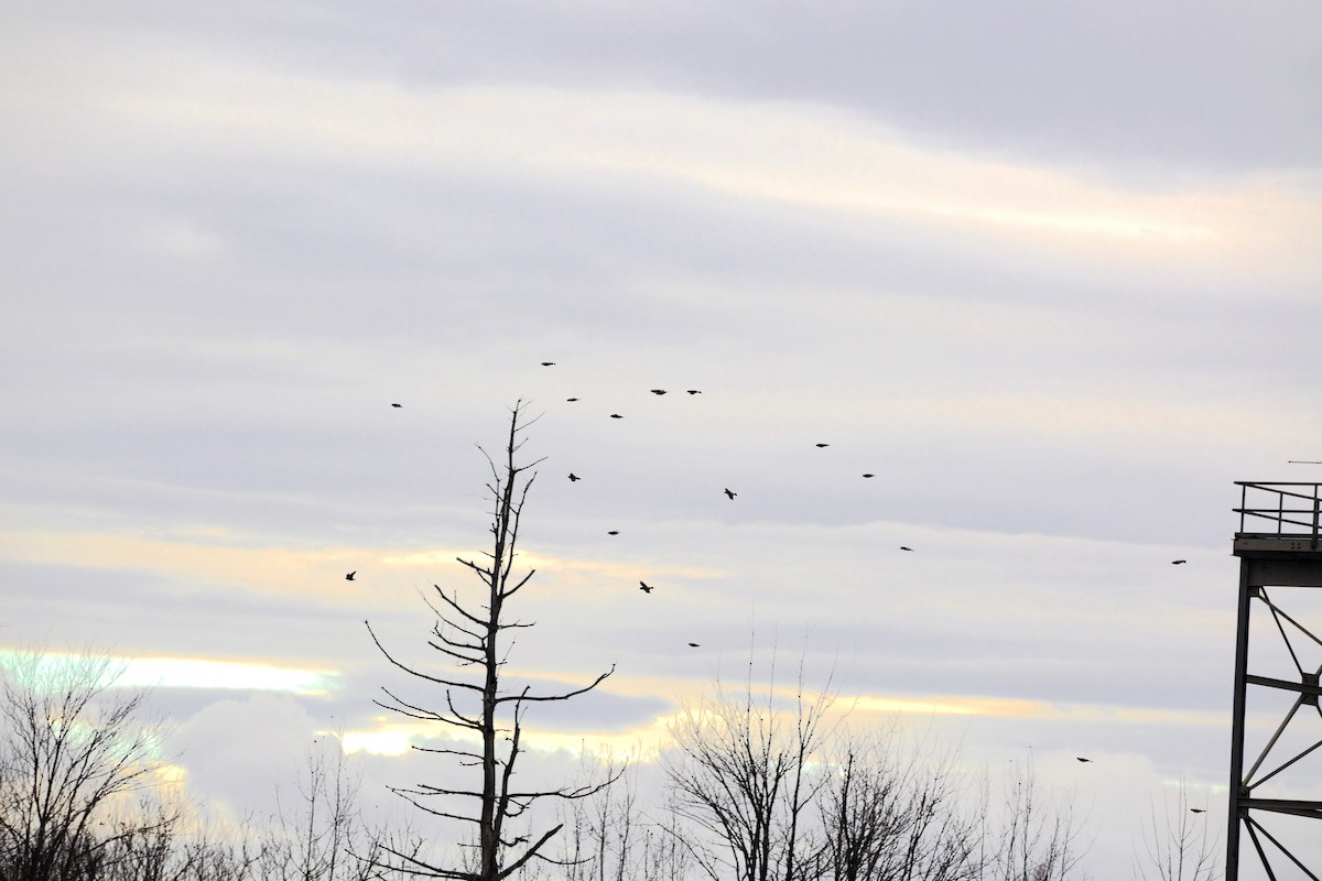 Evening Grosbeak - ML645360835
