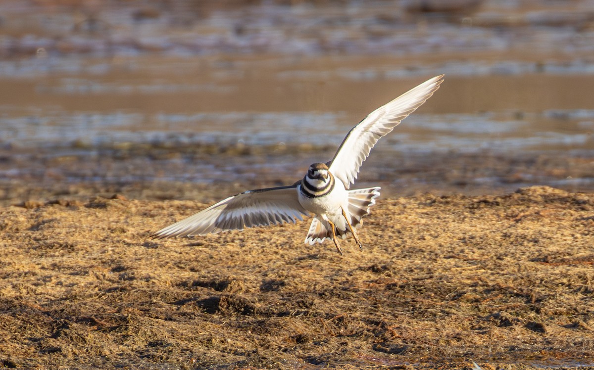 Killdeer - ML645360856