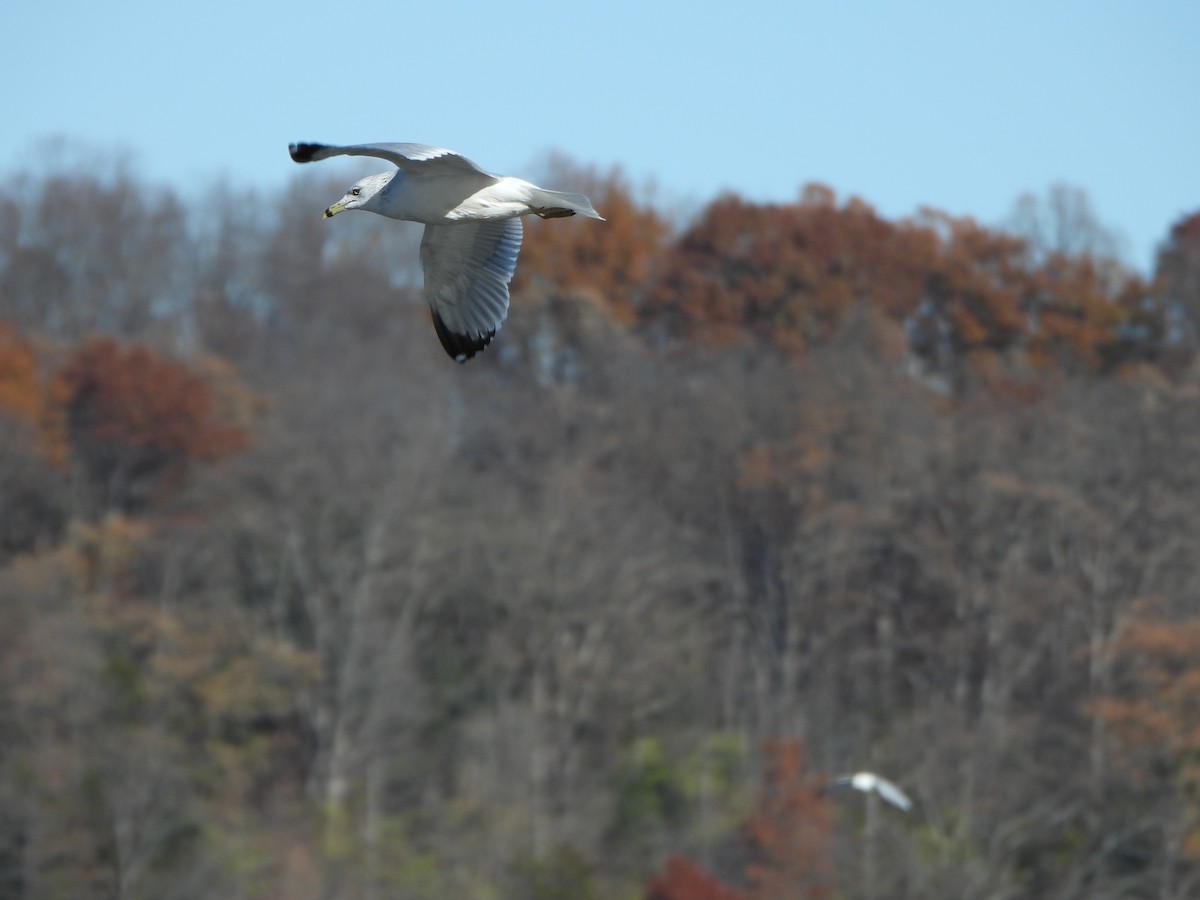 Ring-billed Gull - ML645360857