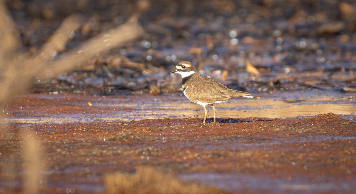 Killdeer - ML645360859