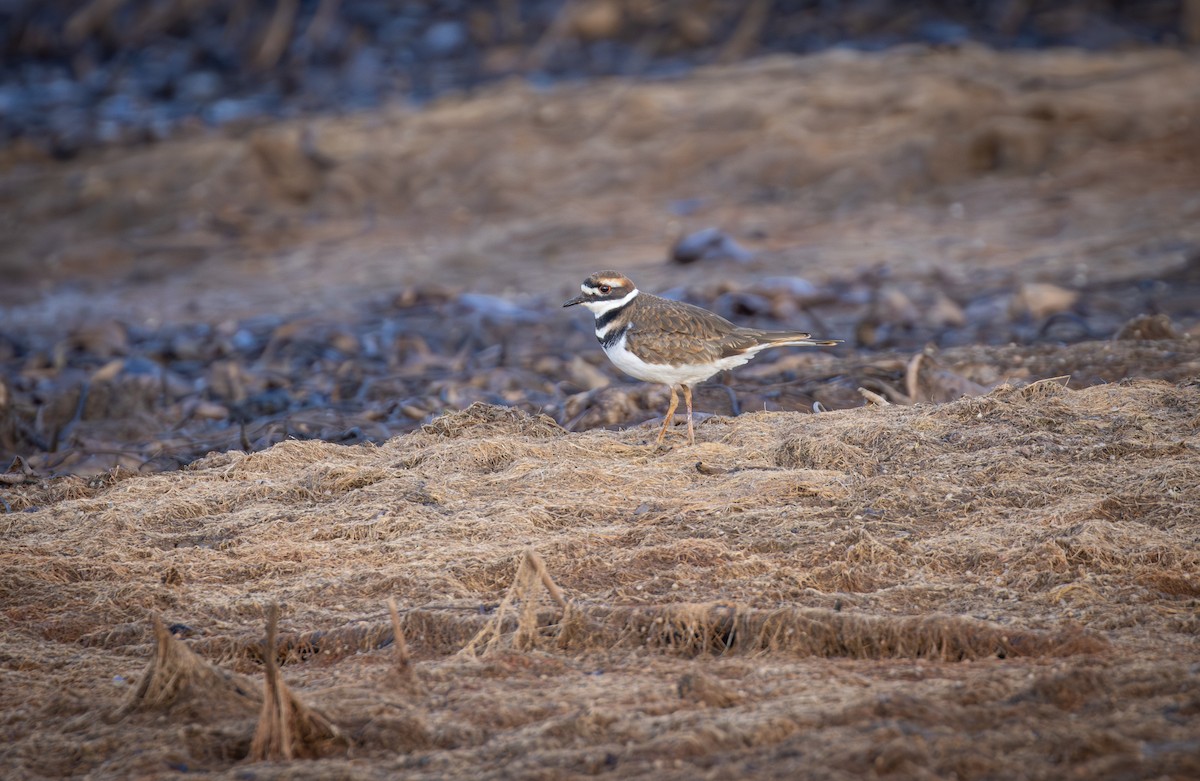 Killdeer - ML645360860