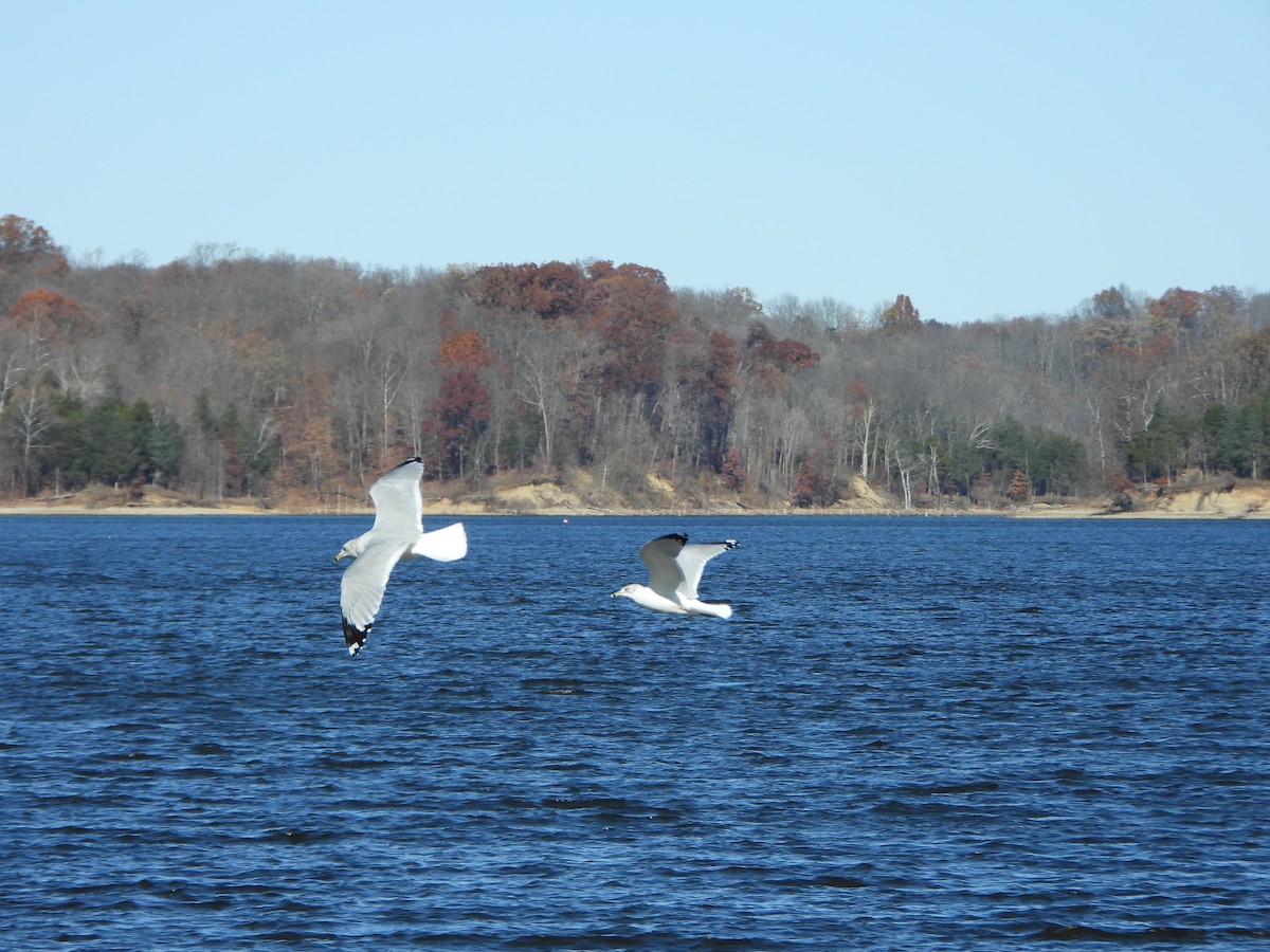 Ring-billed Gull - ML645360861