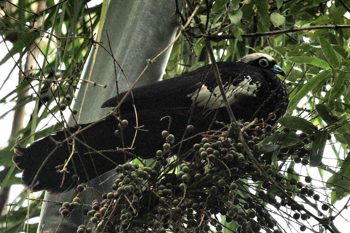 Schwarzmaskenguan - ML645360865