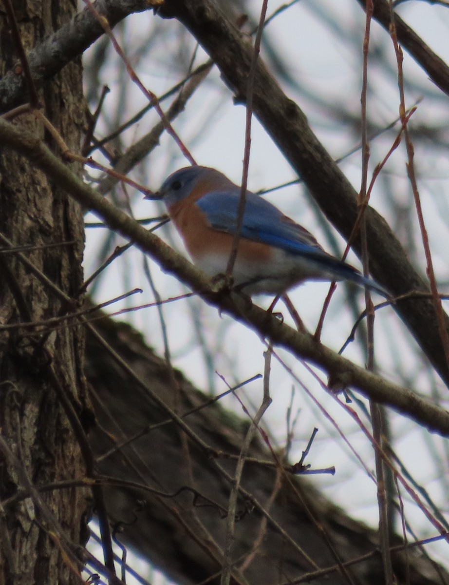 Eastern Bluebird - ML645360882