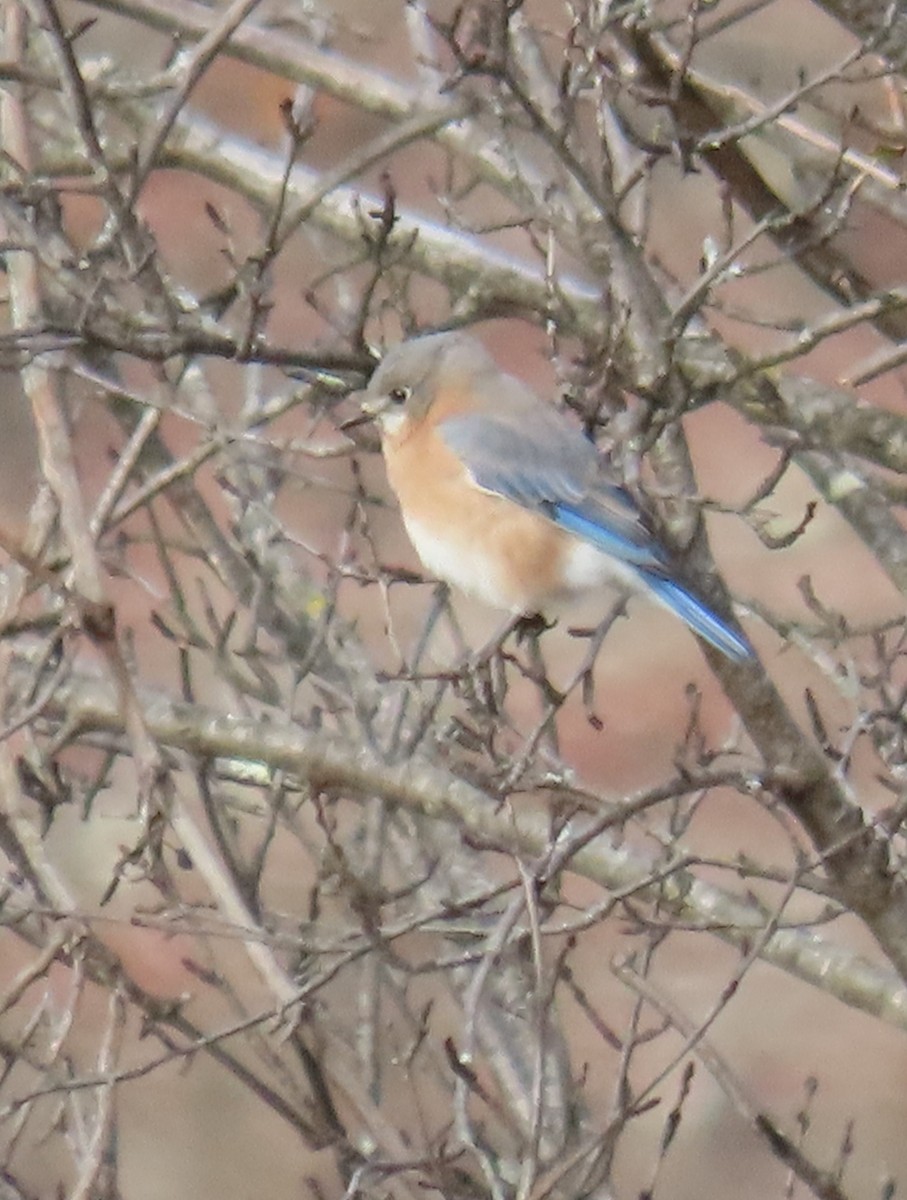Eastern Bluebird - ML645360883