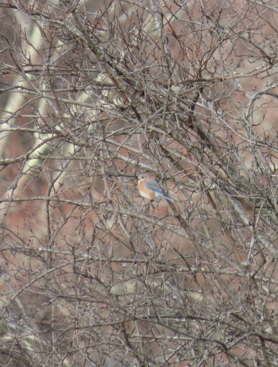 Eastern Bluebird - ML645360884