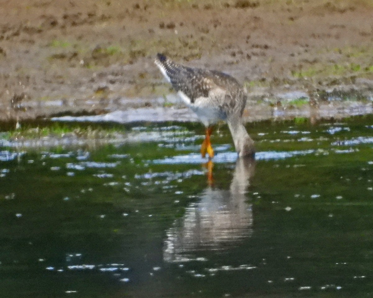 Greater Yellowlegs - ML645360887
