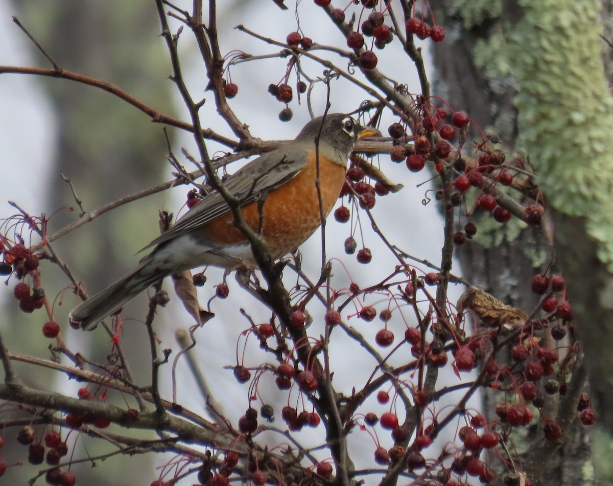 American Robin - ML645360891