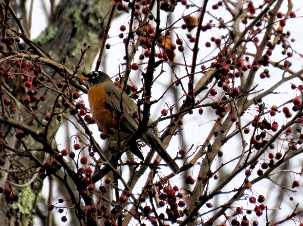American Robin - ML645360892