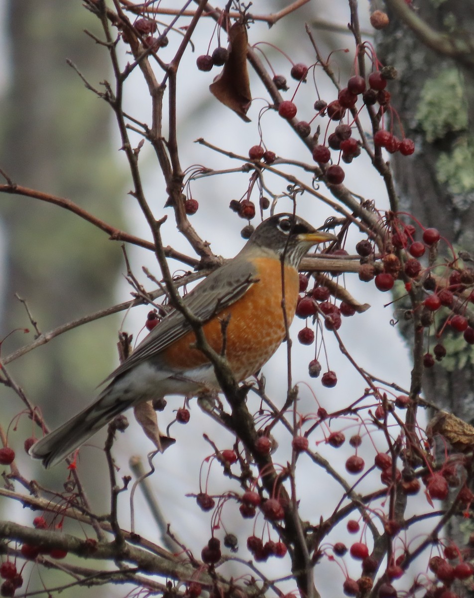 American Robin - ML645360893