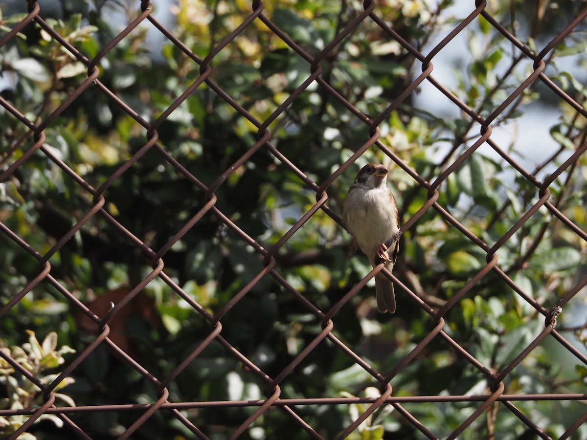 pilfink - ML645360909