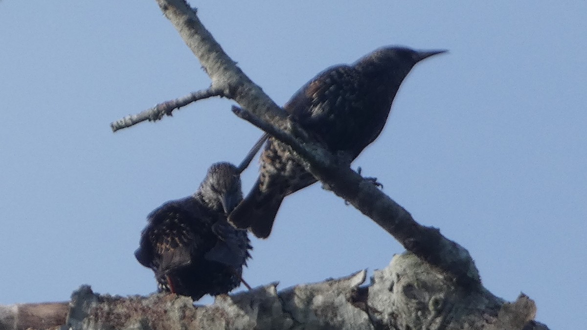 Шпак звичайний - ML645360927