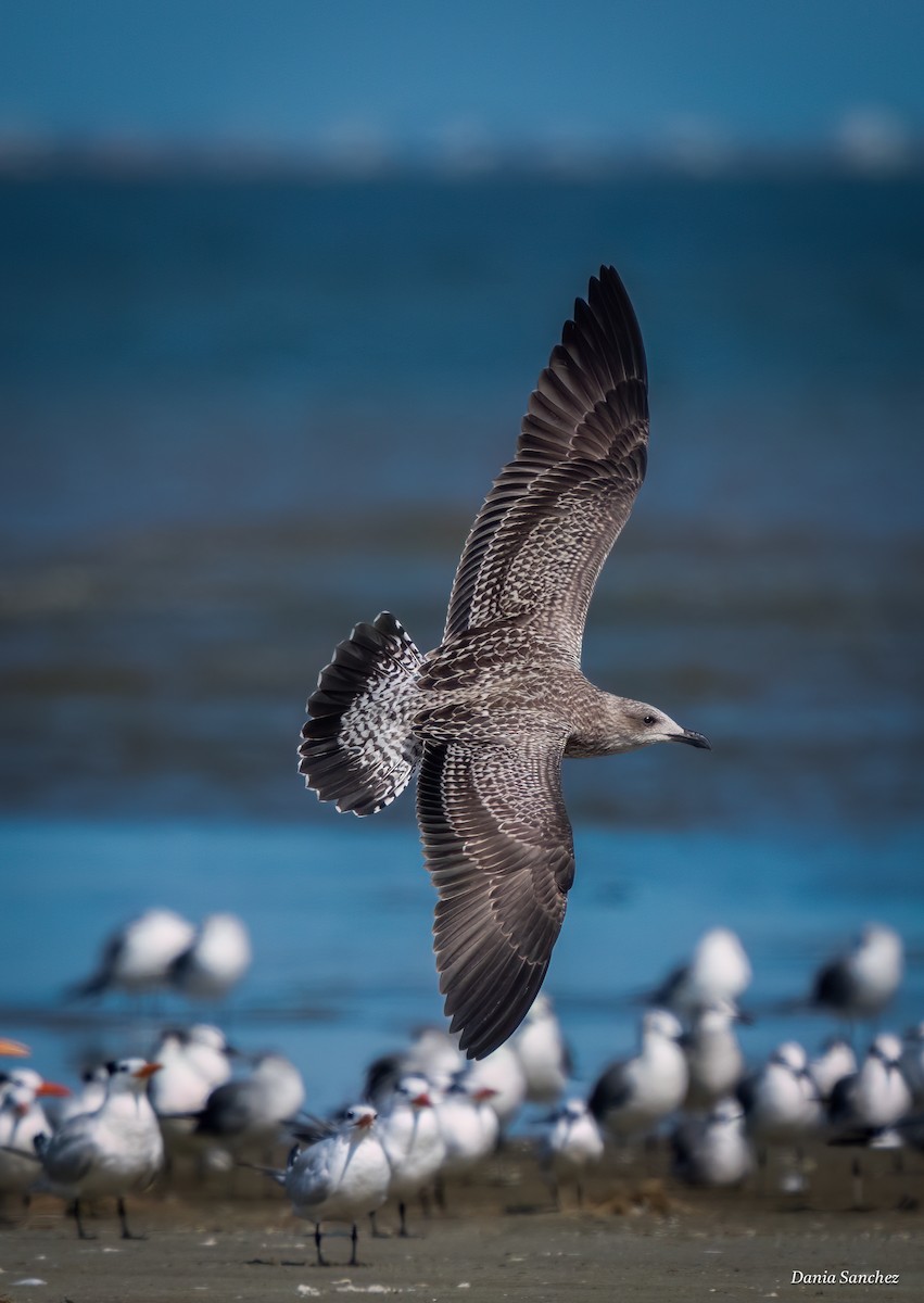 Lesser Black-backed Gull - ML645360949