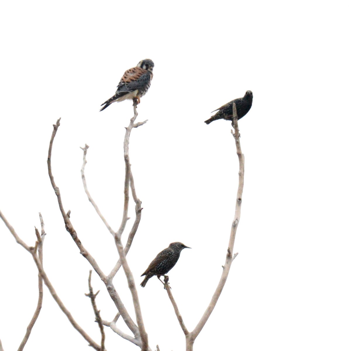 Шпак звичайний - ML645360952