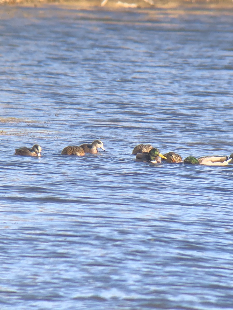 Fischione americano - ML645360960