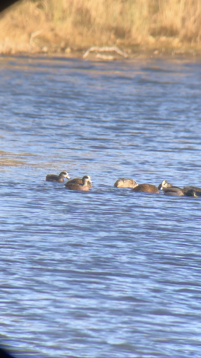 Fischione americano - ML645360961