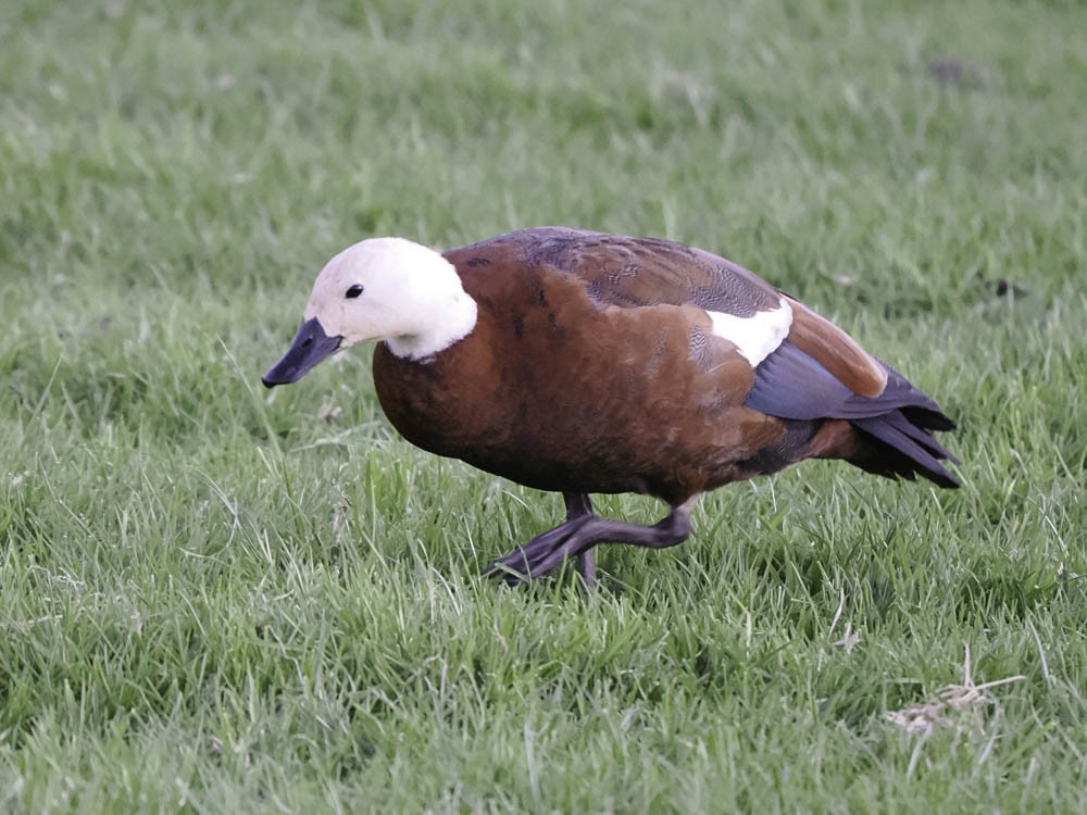 Tarro Maorí - ML645360965