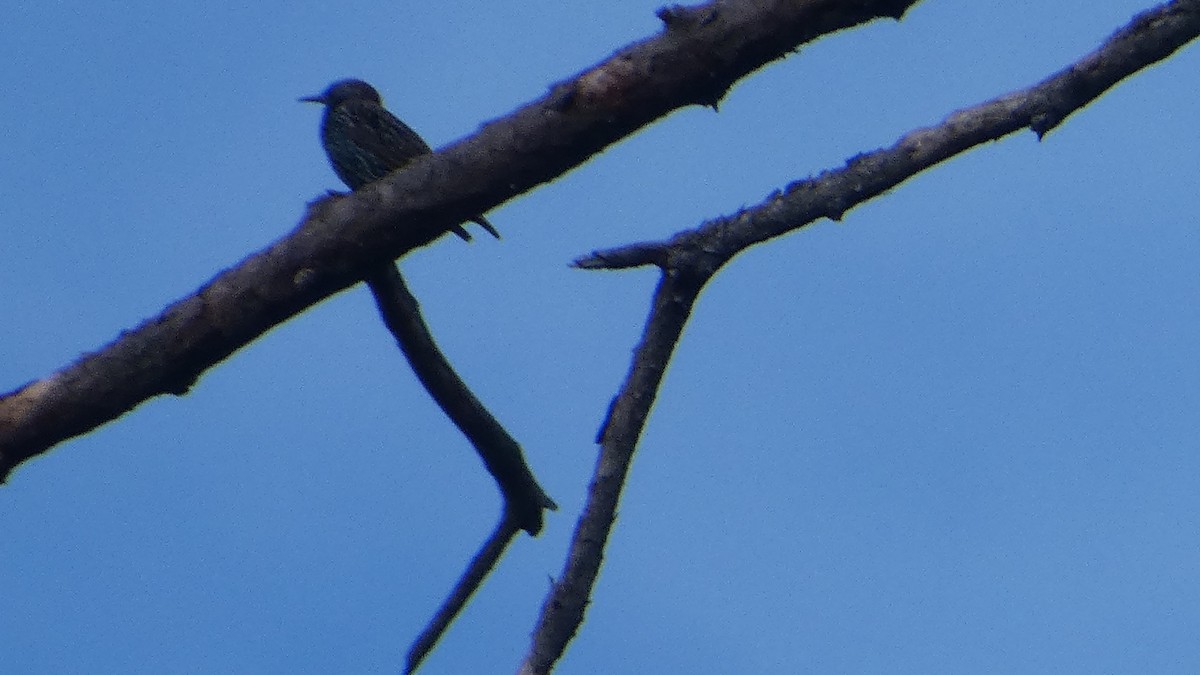 Шпак звичайний - ML645360976