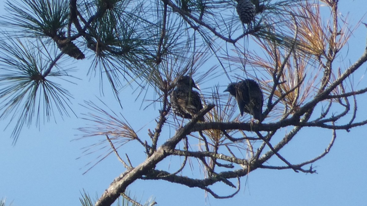 Шпак звичайний - ML645360977