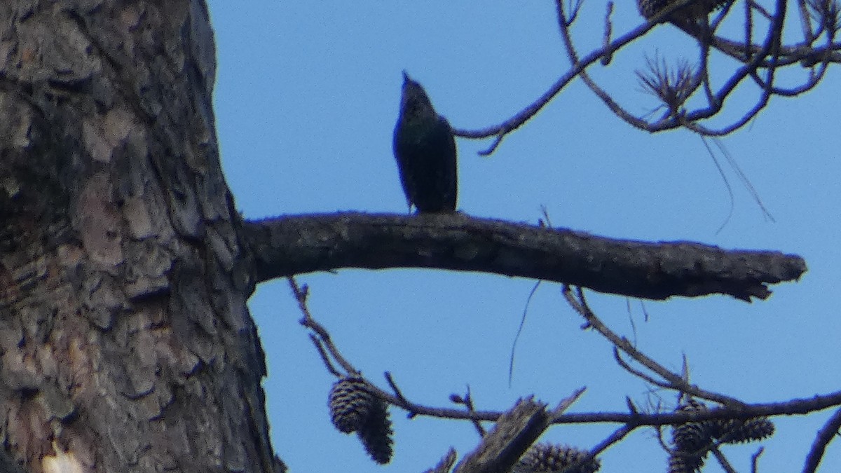 Шпак звичайний - ML645360978