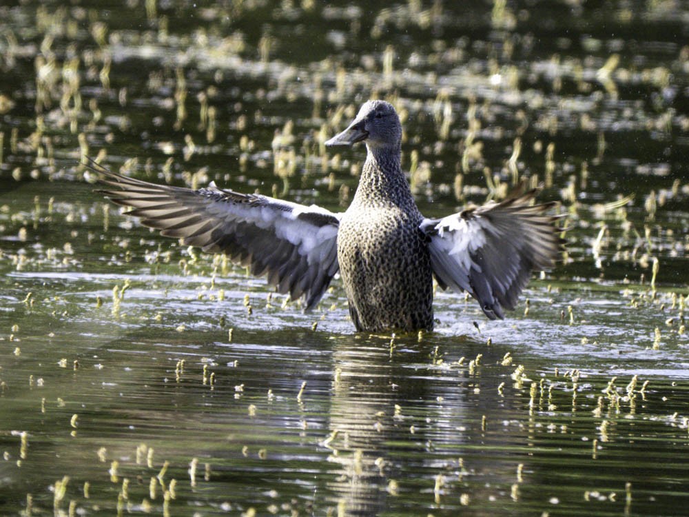 Canard bridé - ML645360983
