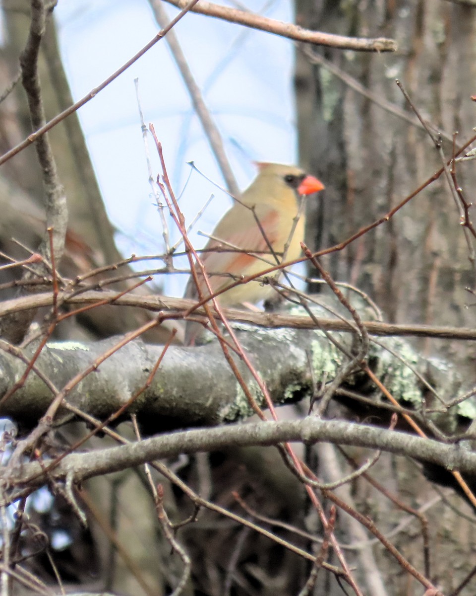Northern Cardinal - ML645360986
