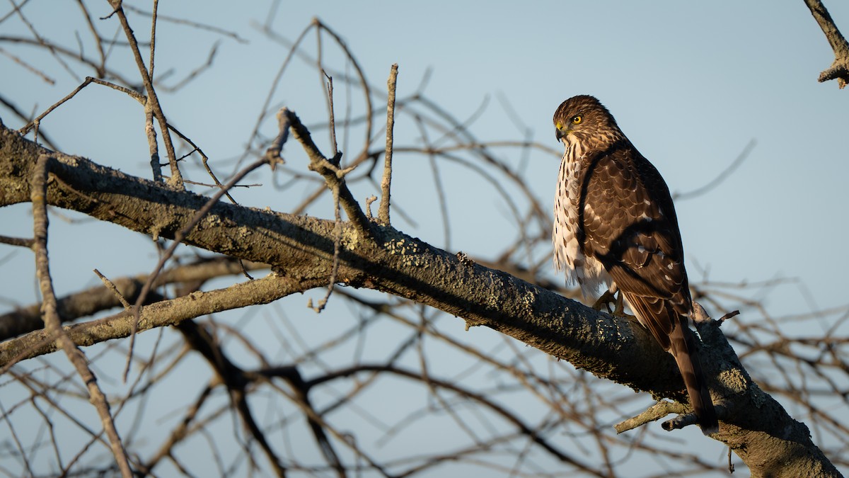Cooper's Hawk - ML645360991