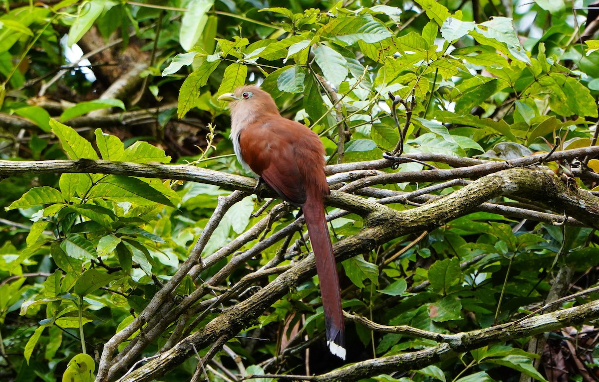 Common Squirrel-Cuckoo - ML645360992