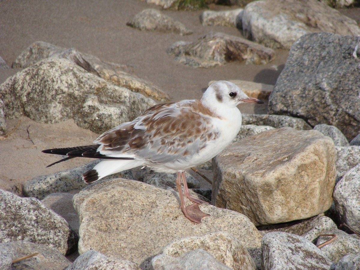 hettemåke - ML645361004