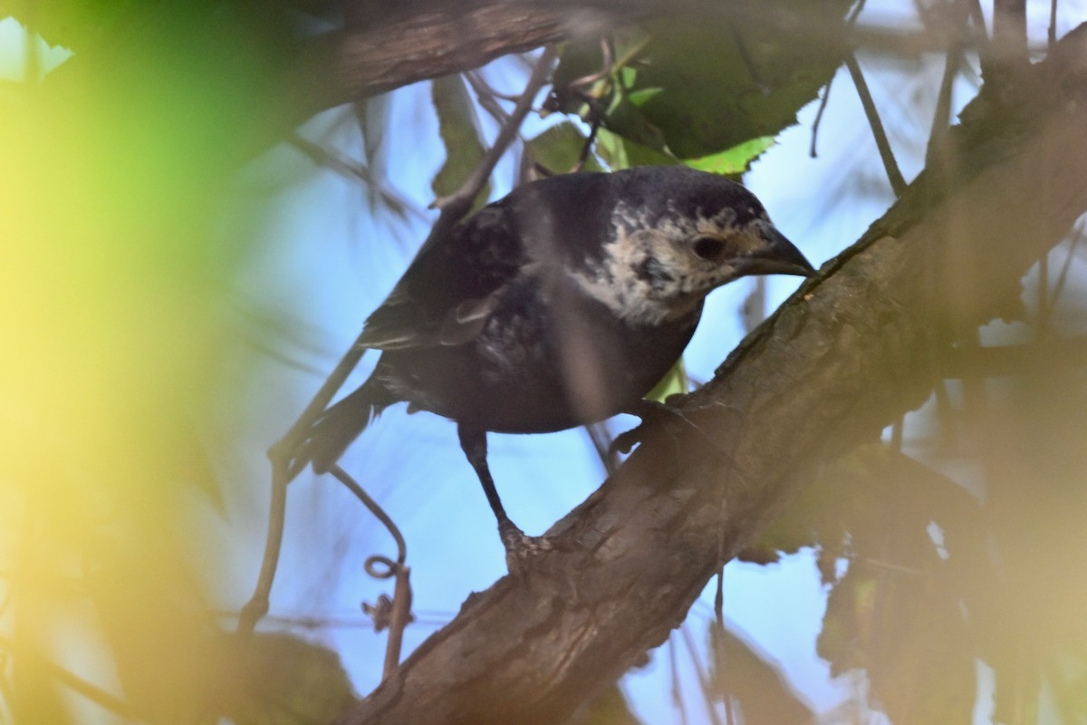 Red-headed Woodpecker - ML645361010