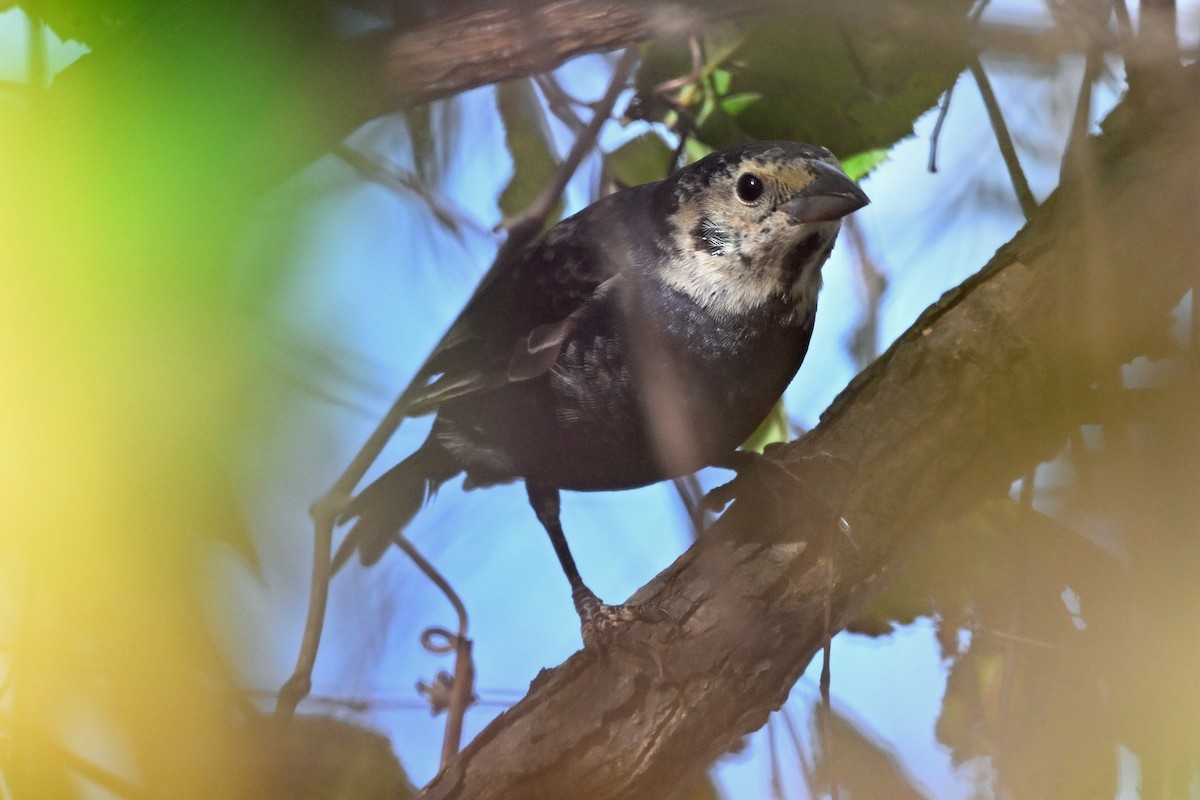 Red-headed Woodpecker - ML645361011