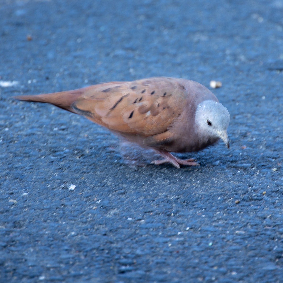 Коричневая земляная горлица - ML645361015